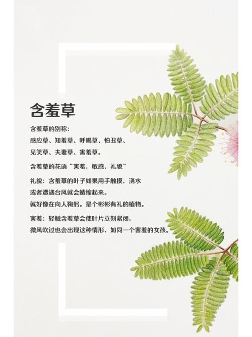 免费观看10分钟老湿影院，高清在线片段抢先体验，老湿系列短视频合集